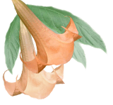Brugmansia